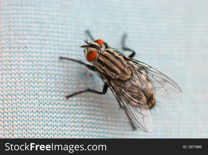 A macro picture of a fly that is sitting on a fabric