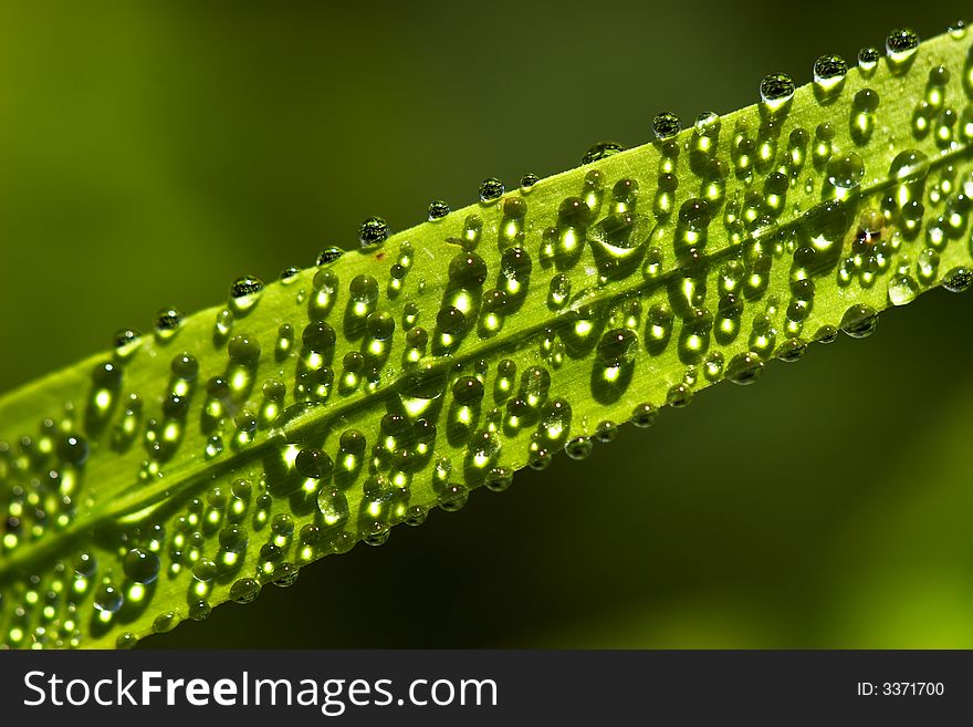 Morning dew drops on a blade of grass. Morning dew drops on a blade of grass
