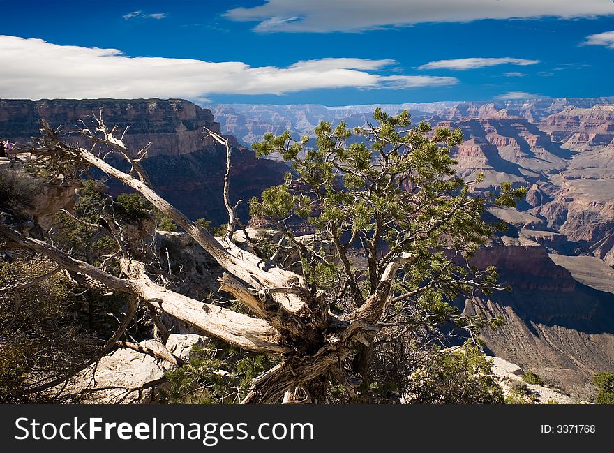 A weathered tree with the Grand Canyon in the background.