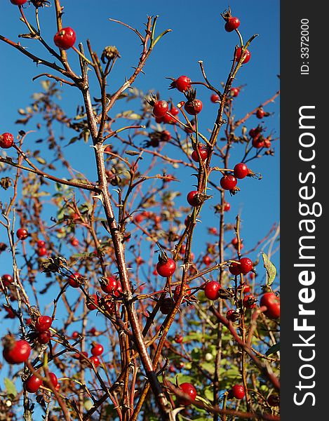 Dog-rose berries on blue sky background.