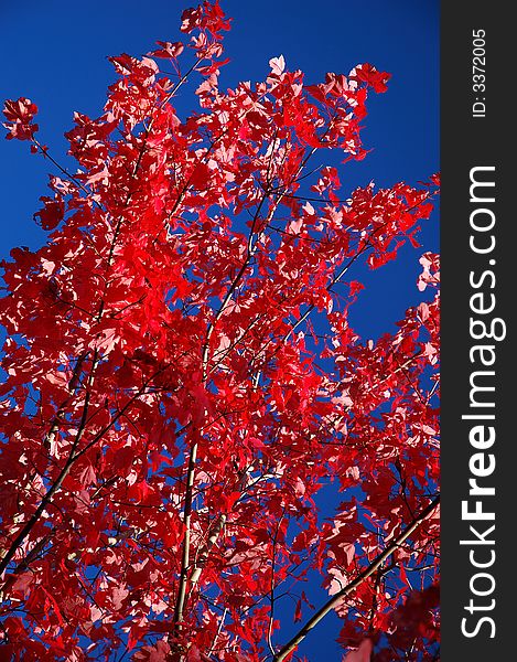 Red maple leaves on blue sky background.