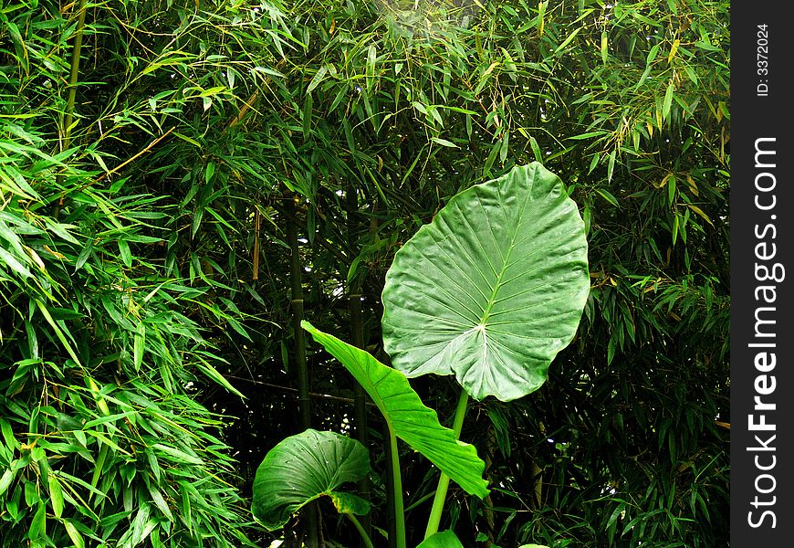 A shot of several large leaves surrounded by green foliage. A shot of several large leaves surrounded by green foliage.