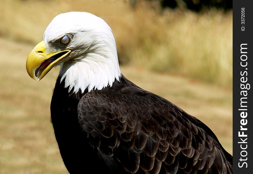 A shot of a Eagle with its eye blinked making it appear silver. A shot of a Eagle with its eye blinked making it appear silver.