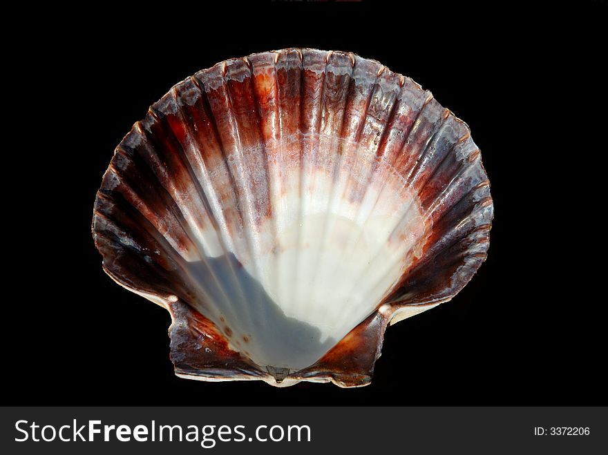 Scallop shell on black background