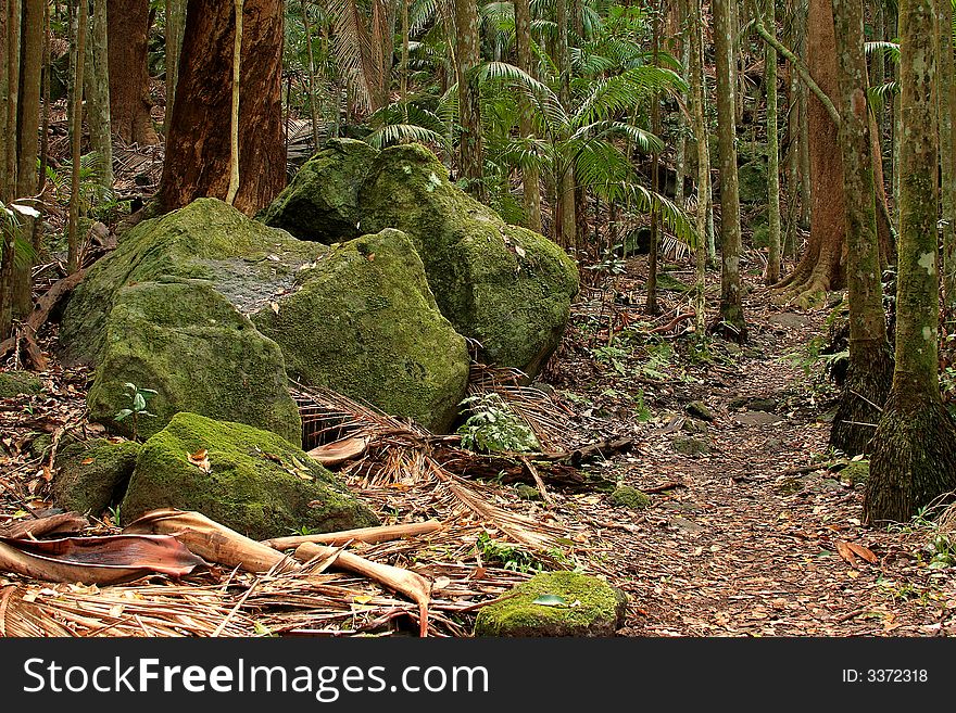 Large boudlers on a rainforest path. Large boudlers on a rainforest path