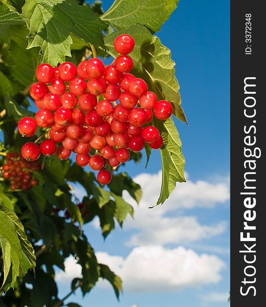 Close-up of raisin (viburnum) bush with red berries over blue sky. Close-up of raisin (viburnum) bush with red berries over blue sky