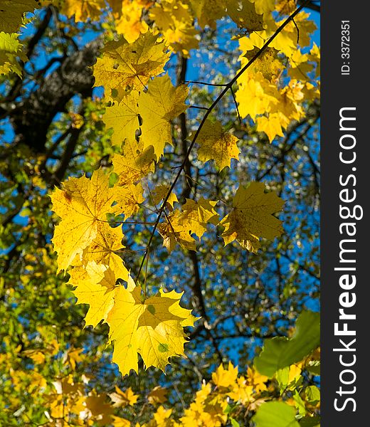 Close-up of yellow maple leaves over blue sky. Close-up of yellow maple leaves over blue sky