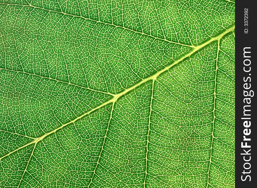 Leaf texture in the macro