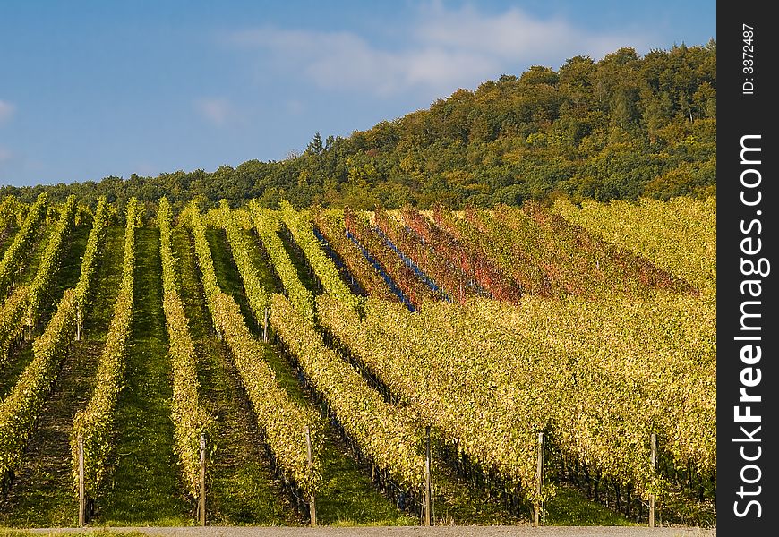 Vineyard In Franconia