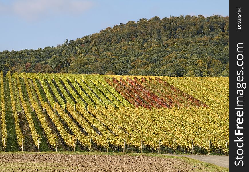 German vineyard in bavaria with yellow leaves at the plants. German vineyard in bavaria with yellow leaves at the plants
