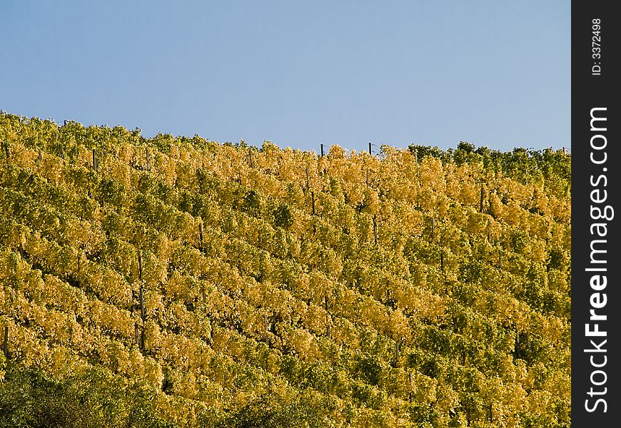 German vineyard in bavaria with yellow leaves at the plants. German vineyard in bavaria with yellow leaves at the plants