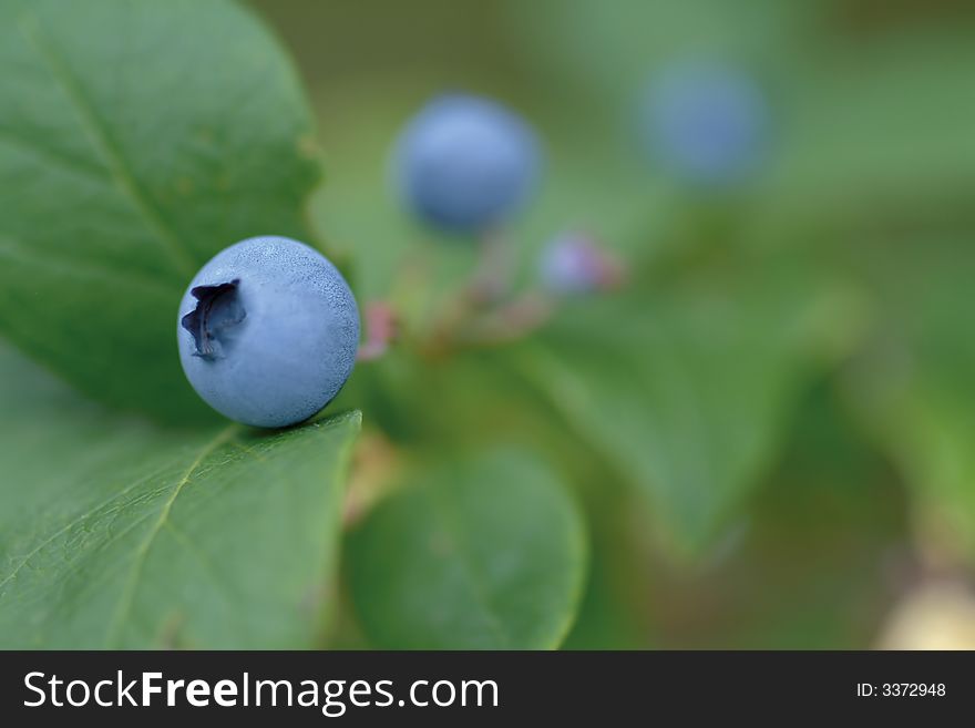 Close up view of bilberries. Close up view of bilberries