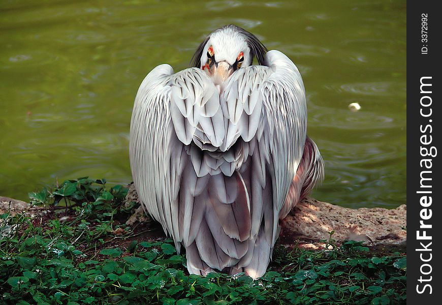 Pelican resting after swiming in the Lake.