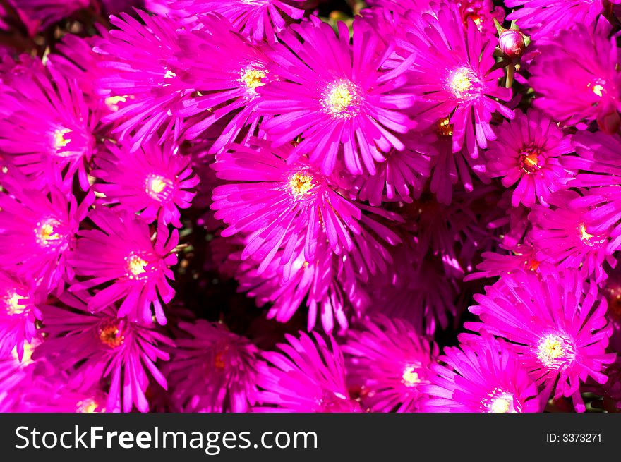 Bunch of pink wild flowers