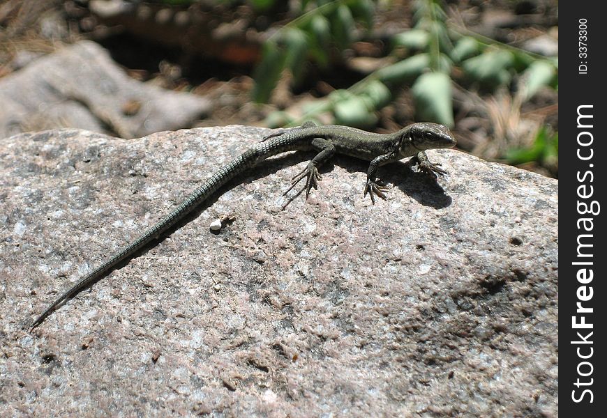 Reptile with a long tail and claws. Reptile with a long tail and claws