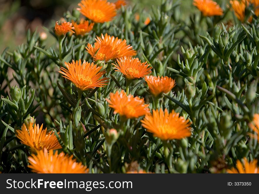 Beautiful orange Flower - Lampranthus Aureus - Orange Vygie - Native to Southern Africa. Focus on centre flowers. Beautiful orange Flower - Lampranthus Aureus - Orange Vygie - Native to Southern Africa. Focus on centre flowers.