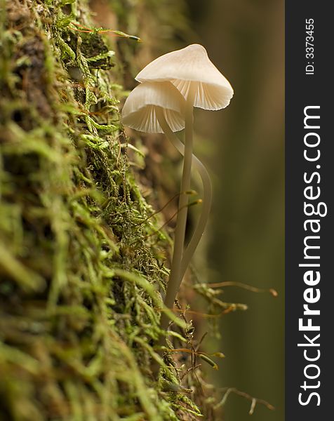 Small mushroom on a tree close up shoot