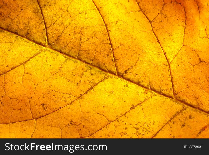 Macro of a elm leaf in autumn. Macro of a elm leaf in autumn