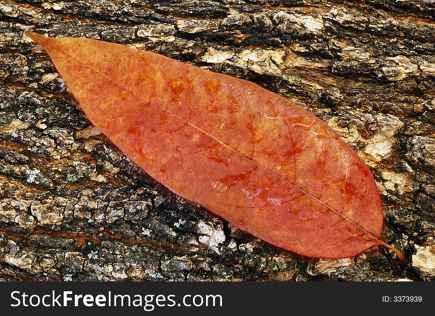 Fall leaf laying on bark of a tree. Fall leaf laying on bark of a tree