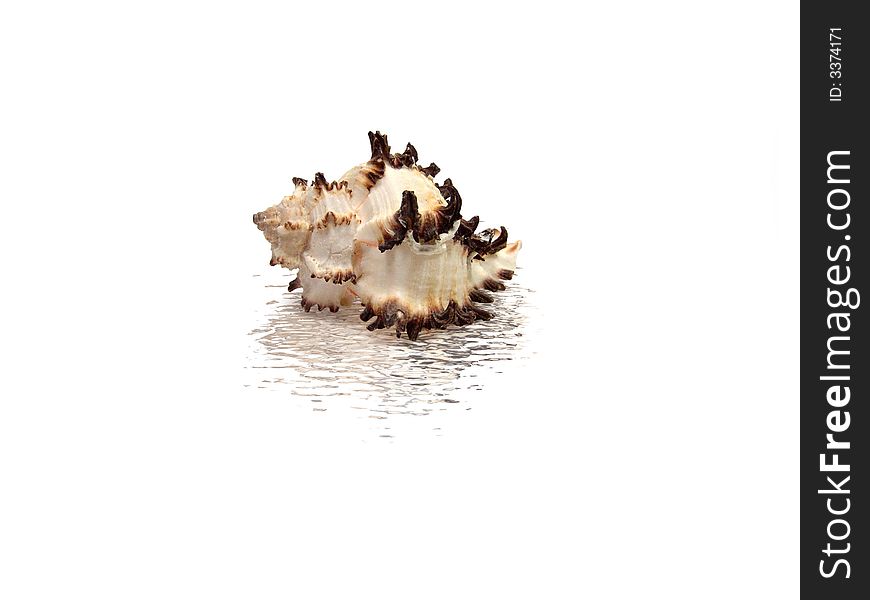 Shell on a white background above a water surface. Reflection in water