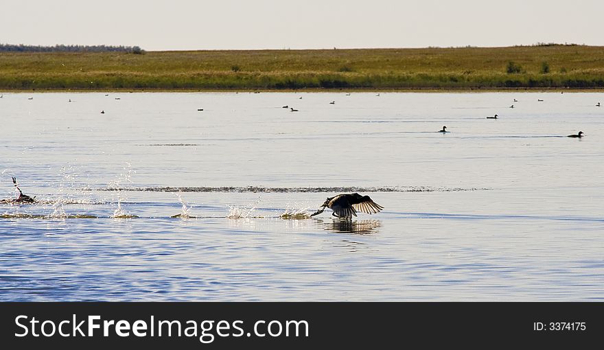 Late autumn. Hunting. Wild lake. Wild duck starting.