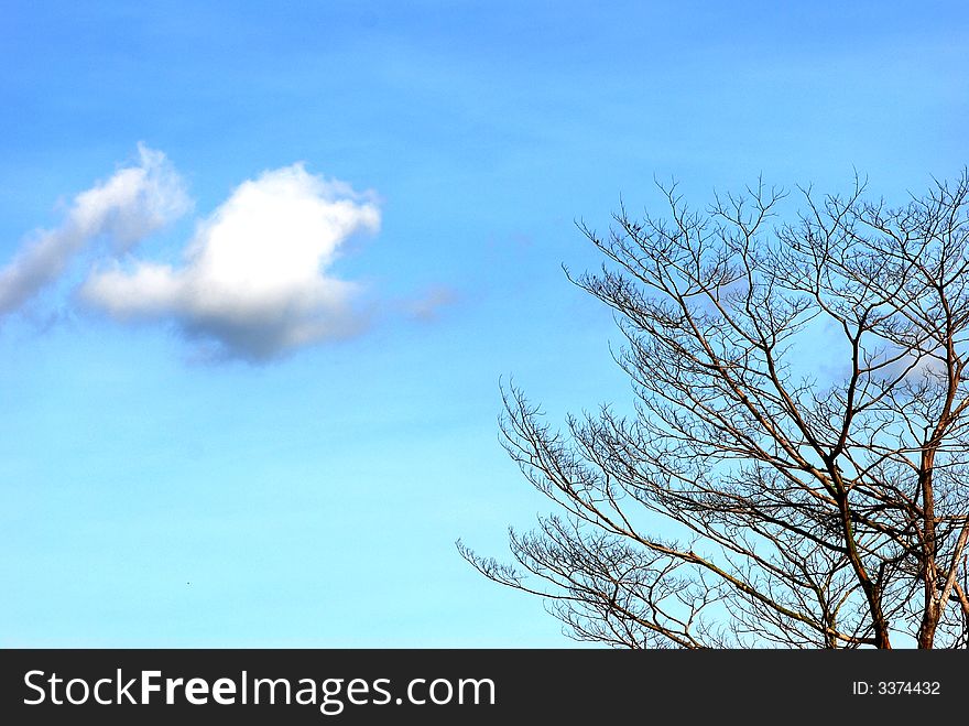 Small Cloud And Barren Tree