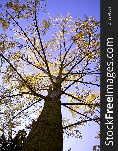 Tree with yellow leafs against a blue sky. Tree with yellow leafs against a blue sky