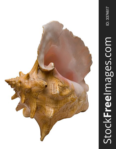 Shell