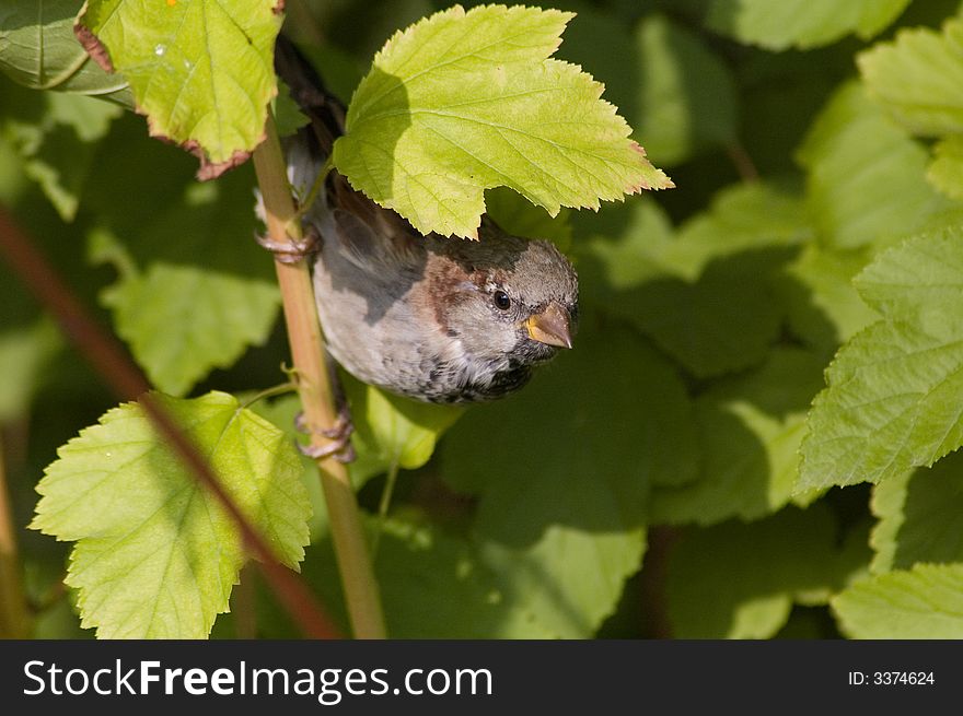 Little sparrow looks out from leaves to know what does this photographer need