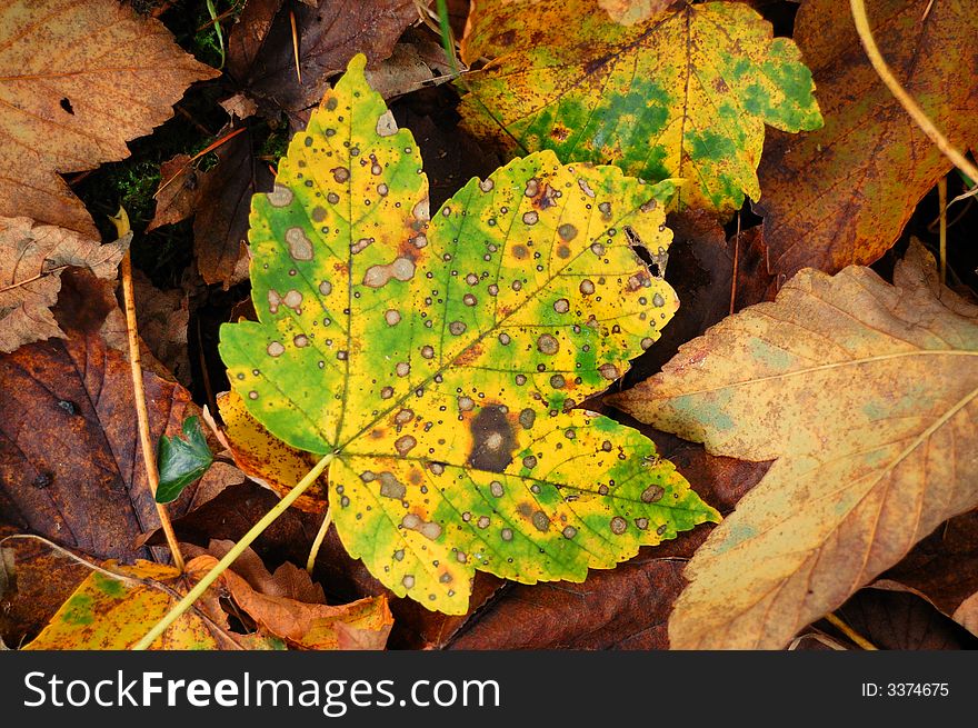 A collection of fallen leaves. A collection of fallen leaves