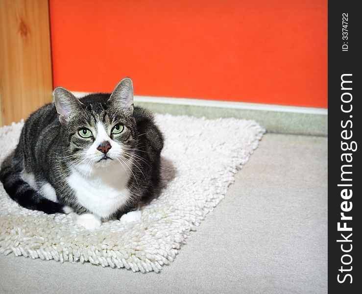 Cat on a carpet in front of a vibrant red wall, in a room, copyspace