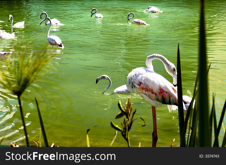 Lots of flamingos resting in their lake