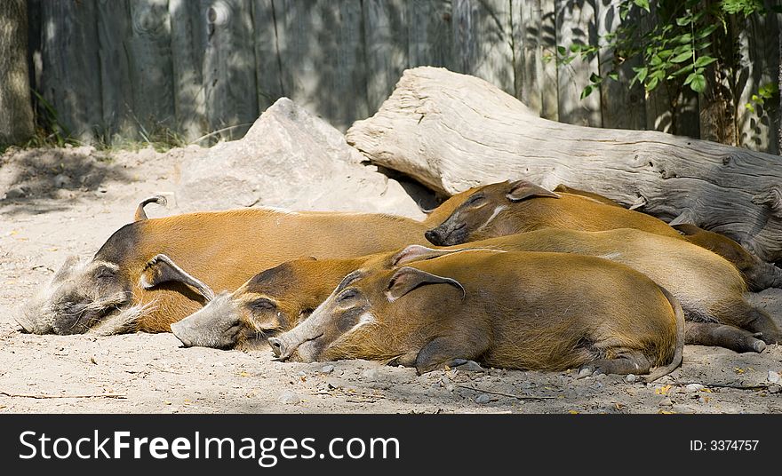 A family of sleeping red river hogs