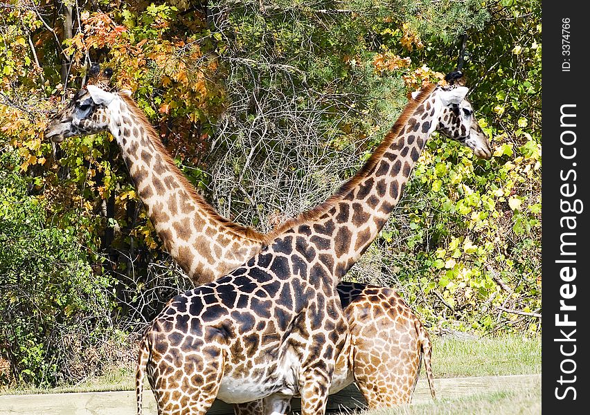 Pair of giraffes, necks crossed, looking in opposite directions. Pair of giraffes, necks crossed, looking in opposite directions