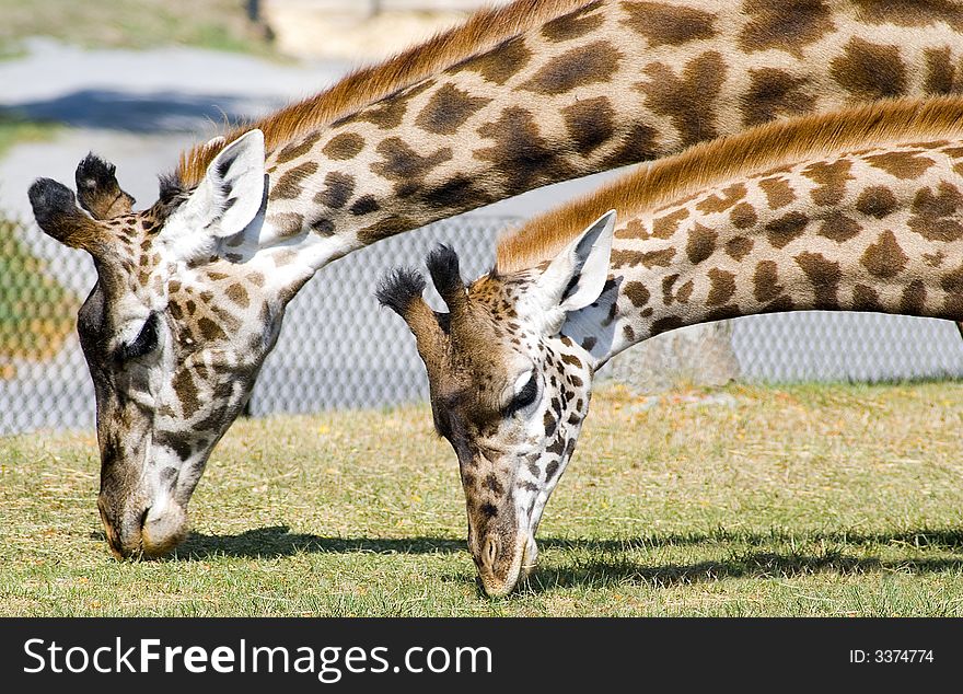 Adult and young giraffe feeding side by side. Adult and young giraffe feeding side by side