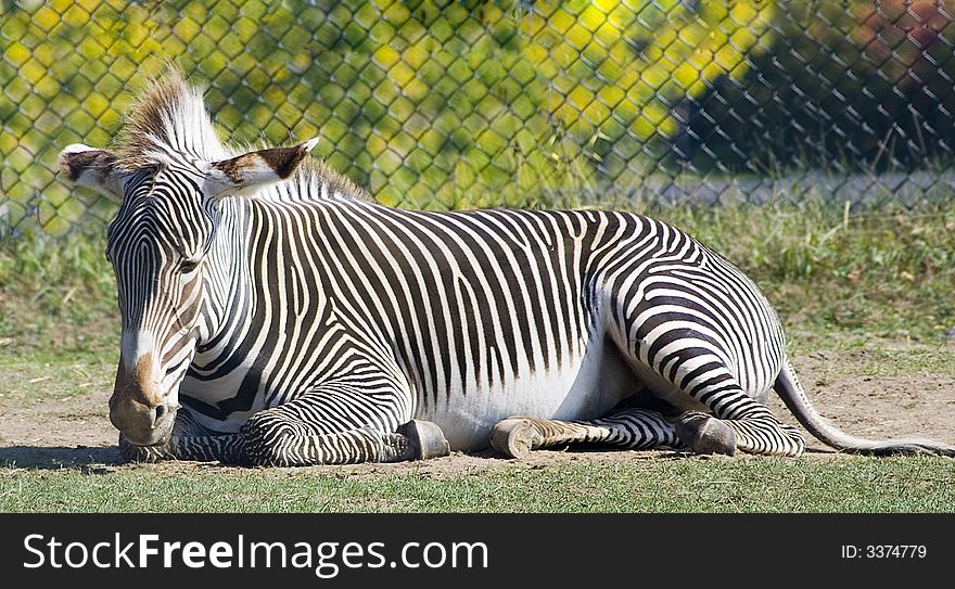 Zebra taking a siesta in the heat of the day. Zebra taking a siesta in the heat of the day