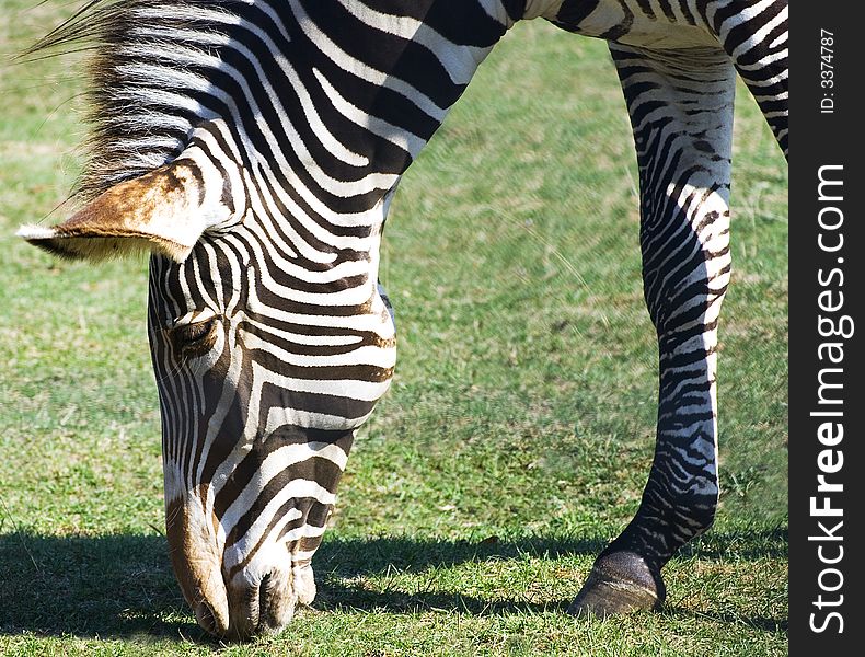 Grazing Zebra