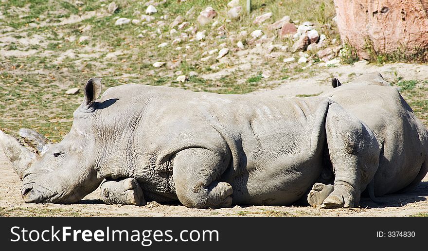 Rhino resting in the hot sun