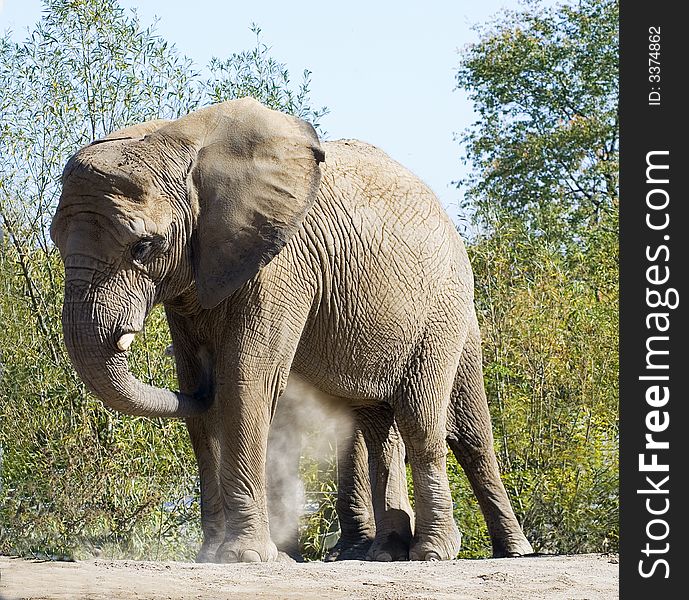 Elephant giving itself a dust bath on a hot day. Elephant giving itself a dust bath on a hot day