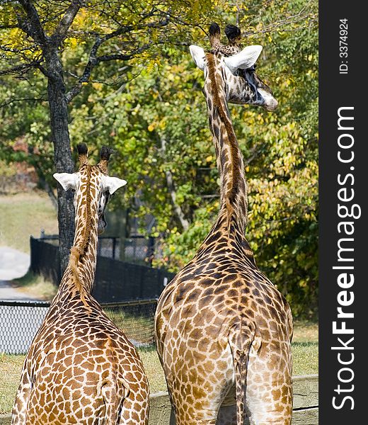Adult and young giraffe on the lookout, waiting expectantly. Adult and young giraffe on the lookout, waiting expectantly