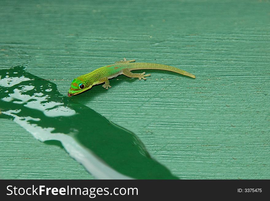 A baby gecko drinking from the table at a restaurant in Hawaii. A baby gecko drinking from the table at a restaurant in Hawaii