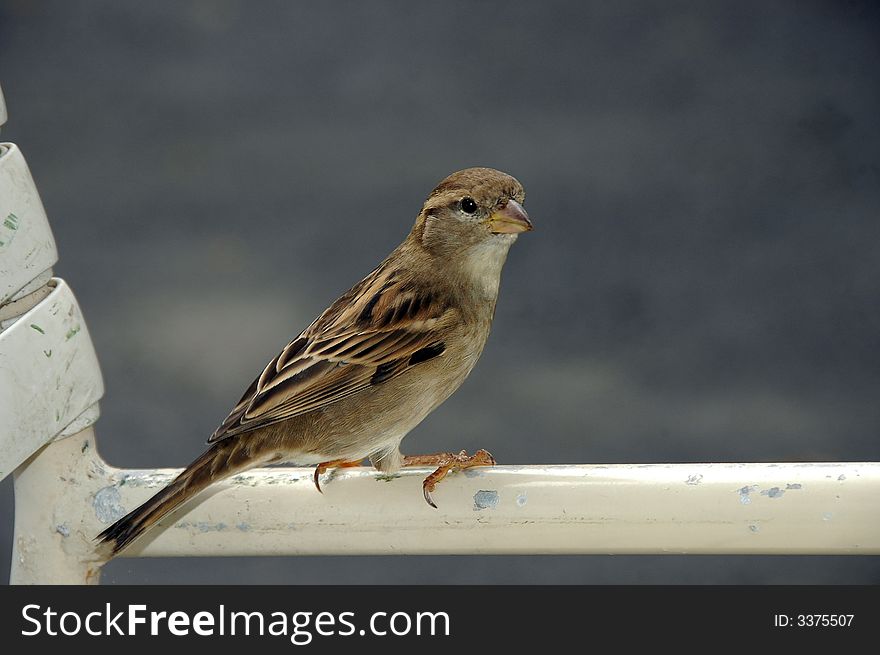 Brown Sparrow