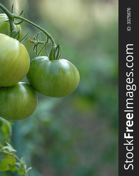 Close up of green tomatoes on a blurred background