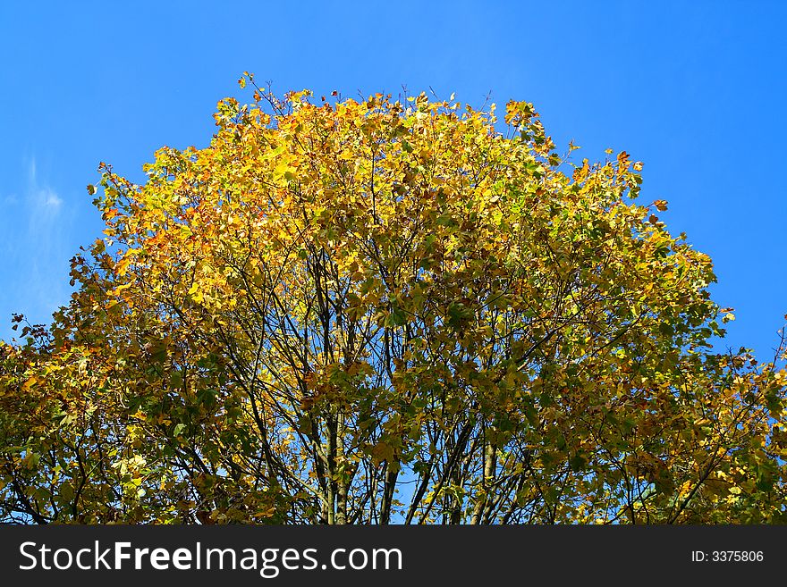 Classic autumn yellow foliage scene