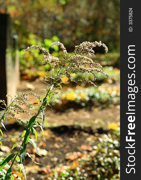 Dry downy twig with green leaves