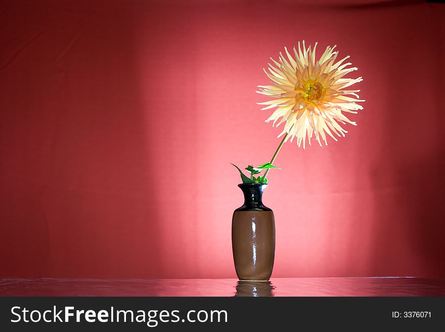 Shining flower dahlia gold crown in vase. Background is red.