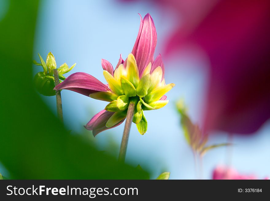 Bud of flower dahlia at summer sky in the garden.