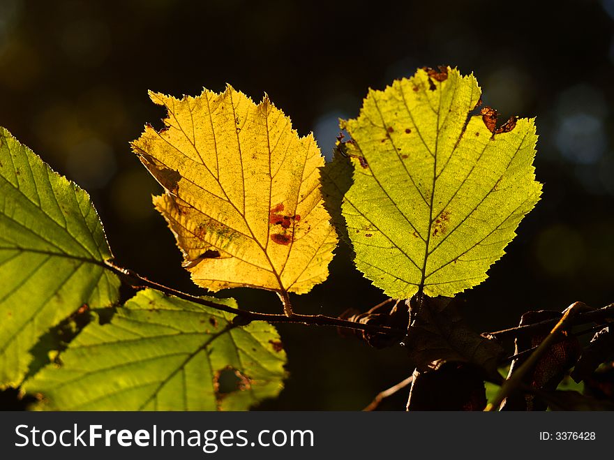 A bunch of fall leaves. A bunch of fall leaves