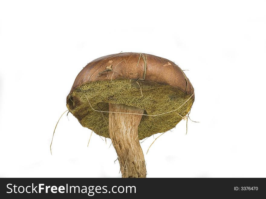 Wilde Mushroom