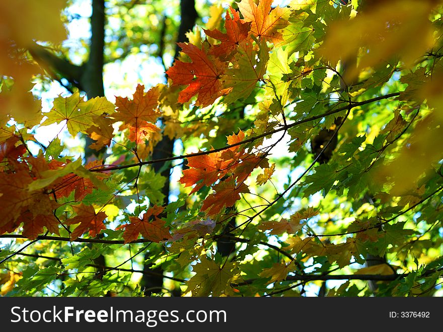 Autumn Fall Maple Leaves